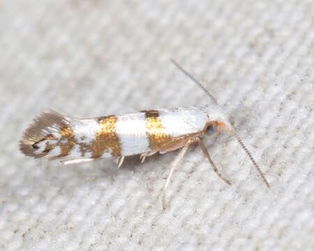 Imagem de Argyresthia annettella Busck 1907