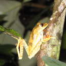 Image of Map Treefrog