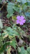 Image of Geranium gracile Ledeb. ex Nordm.