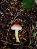 Imagem de Agaricus diminutivus Peck 1902