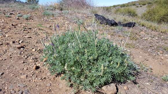 Image of mountain bush lupine