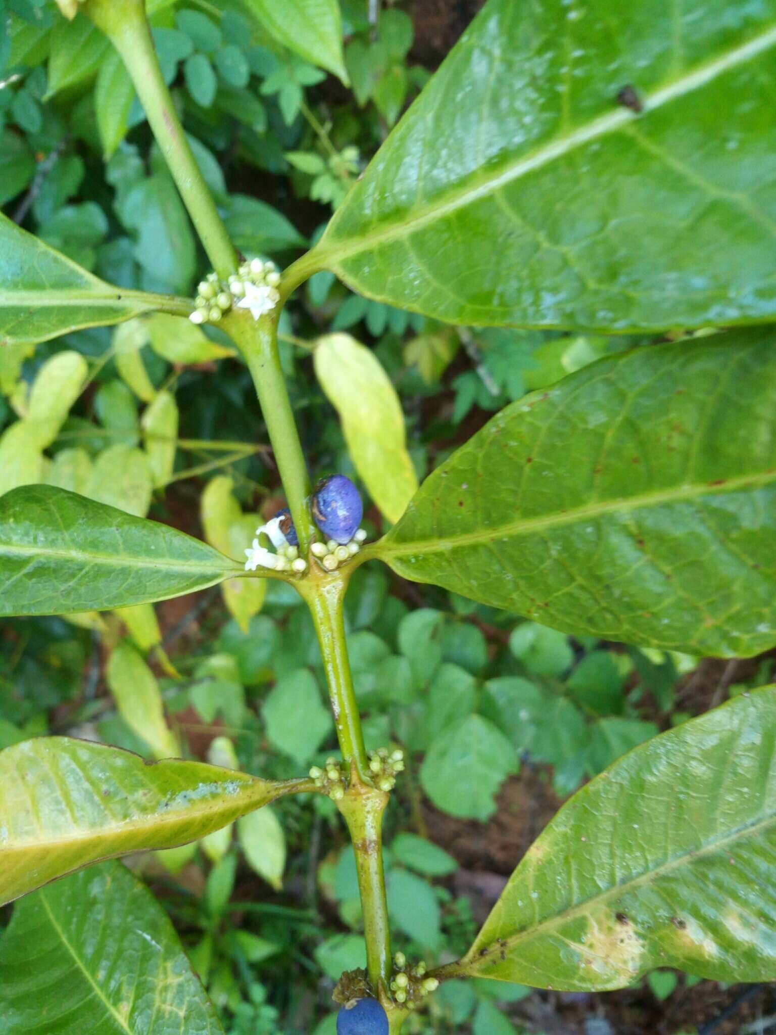 Saldinia longistipulata Bremek. resmi