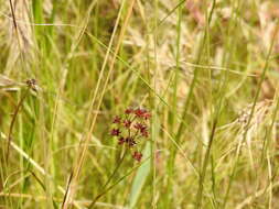 Слика од Juncus fontanesii Gay