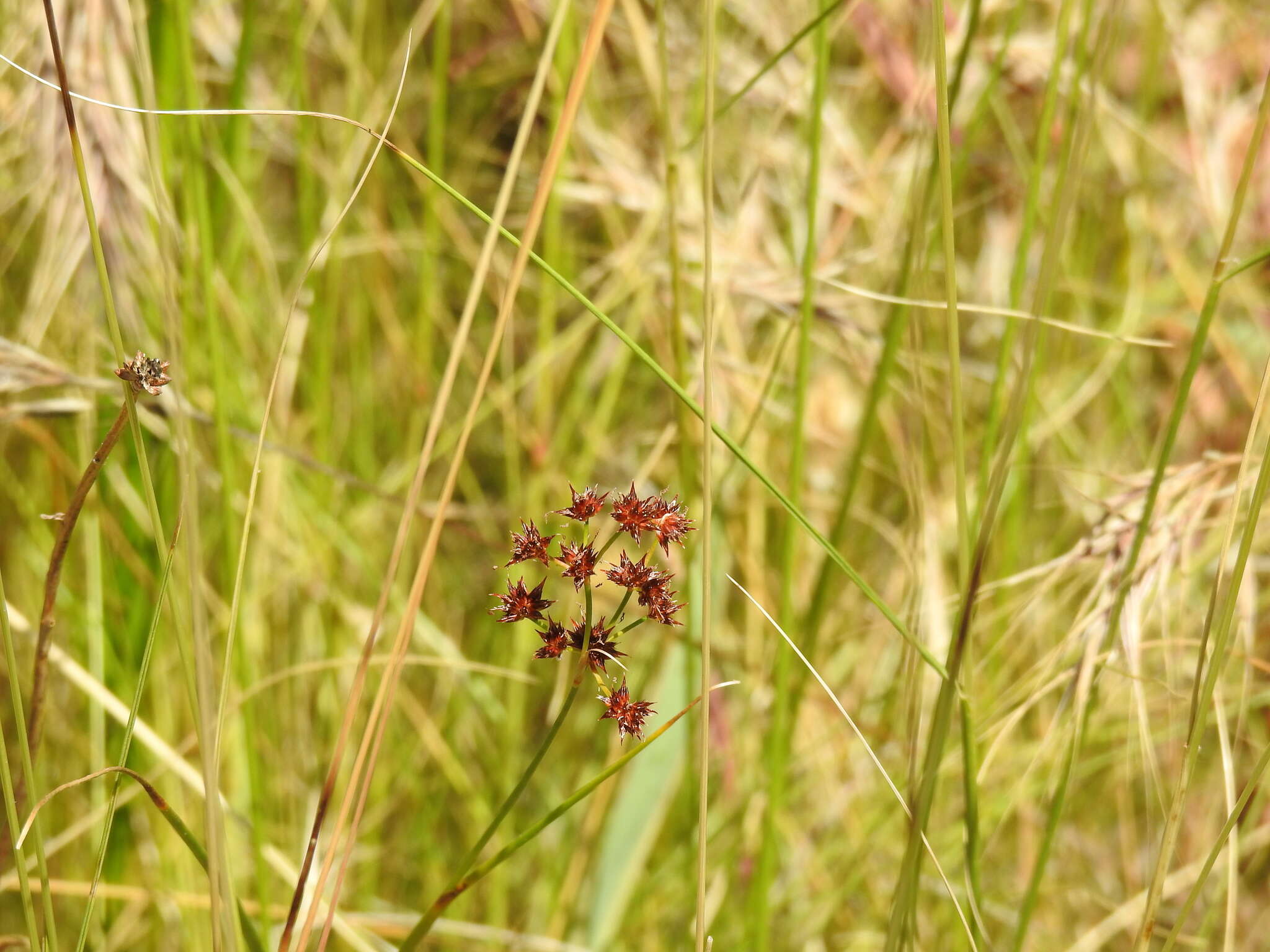 Слика од Juncus fontanesii Gay