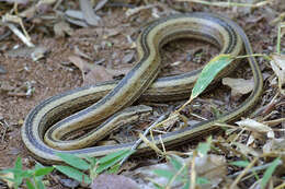 صورة Mimophis occultus