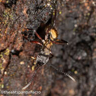 صورة Polyrhachis rufifemur Forel 1907