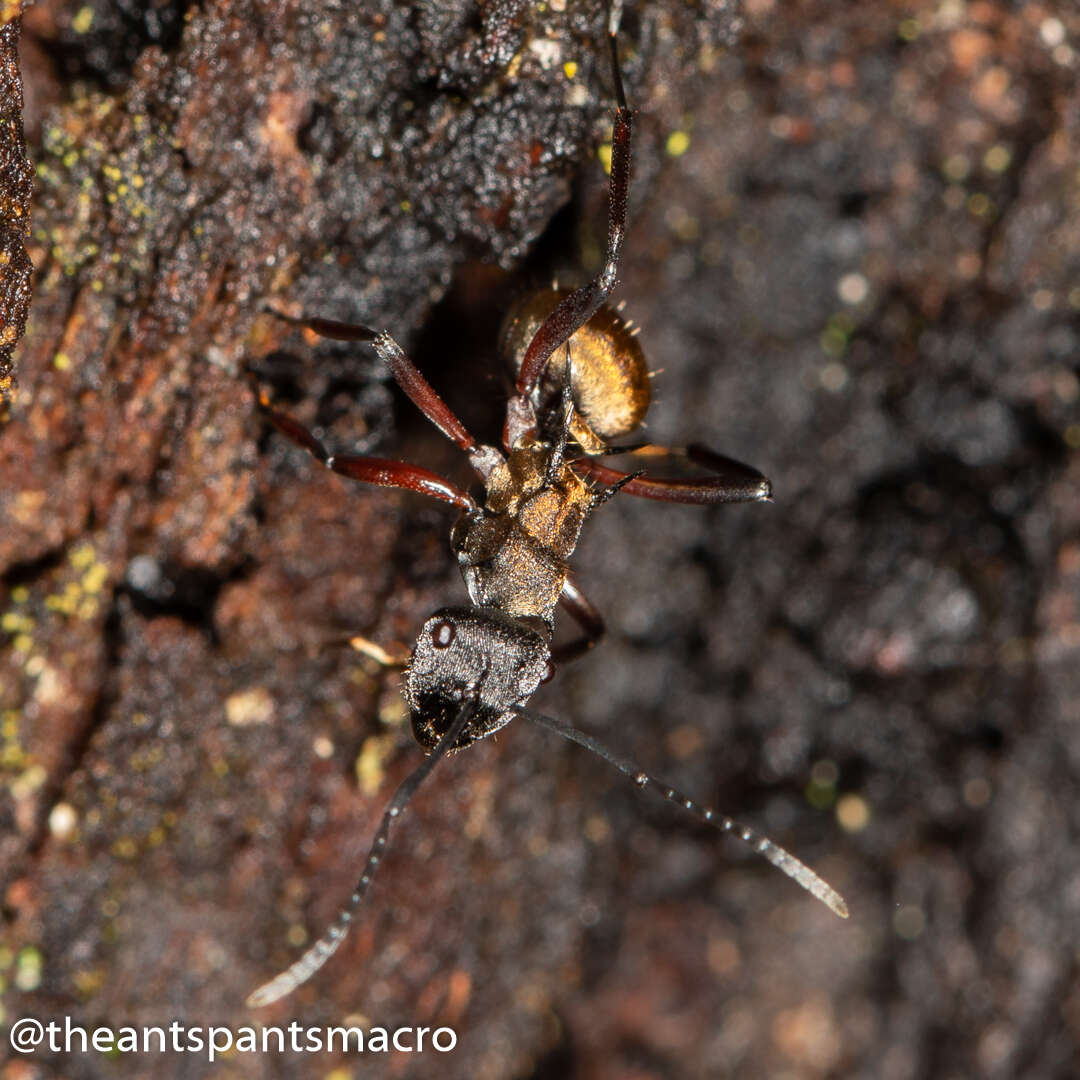 صورة Polyrhachis rufifemur Forel 1907