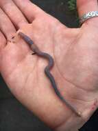 Image of Woodland blue worm