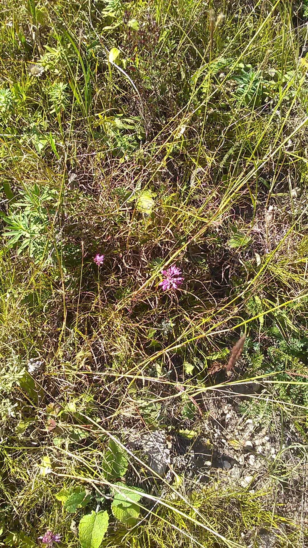 Image of Allium saxatile M. Bieb.