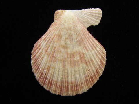 Image of Talochlamys gemmulata (Reeve 1853)