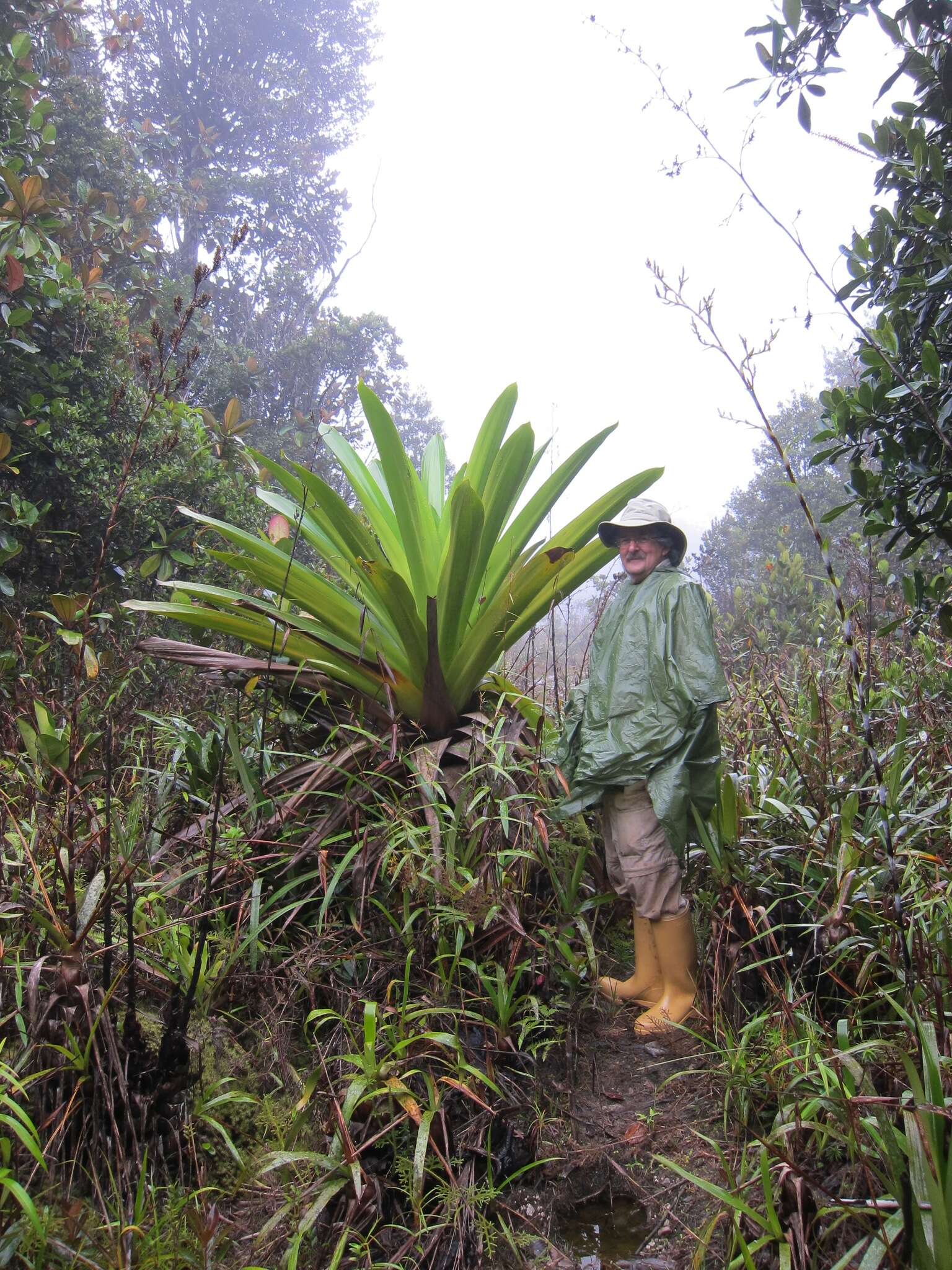 Image of Brocchinia micrantha (Baker) Mez