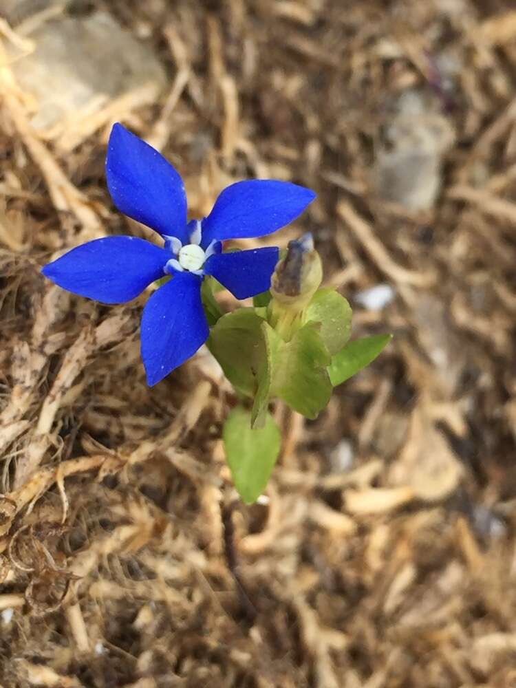 Image of Gentiana utriculosa L.