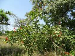 Image of Erythrina senegalensis DC.