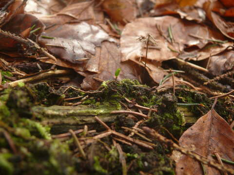 Image of Green shield moss