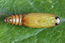 Image of Acleris schalleriana Linnaeus 1761