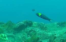 Image of Bluehead wrasse