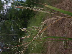 Image of Empusa pennicornis Pallas 1773