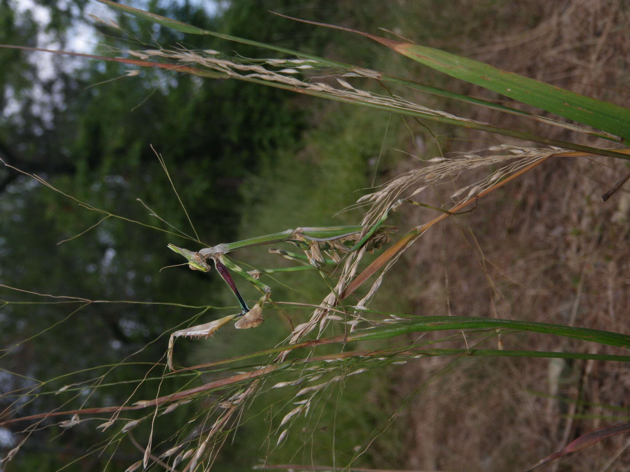 Image de Empusa pennicornis Pallas 1773