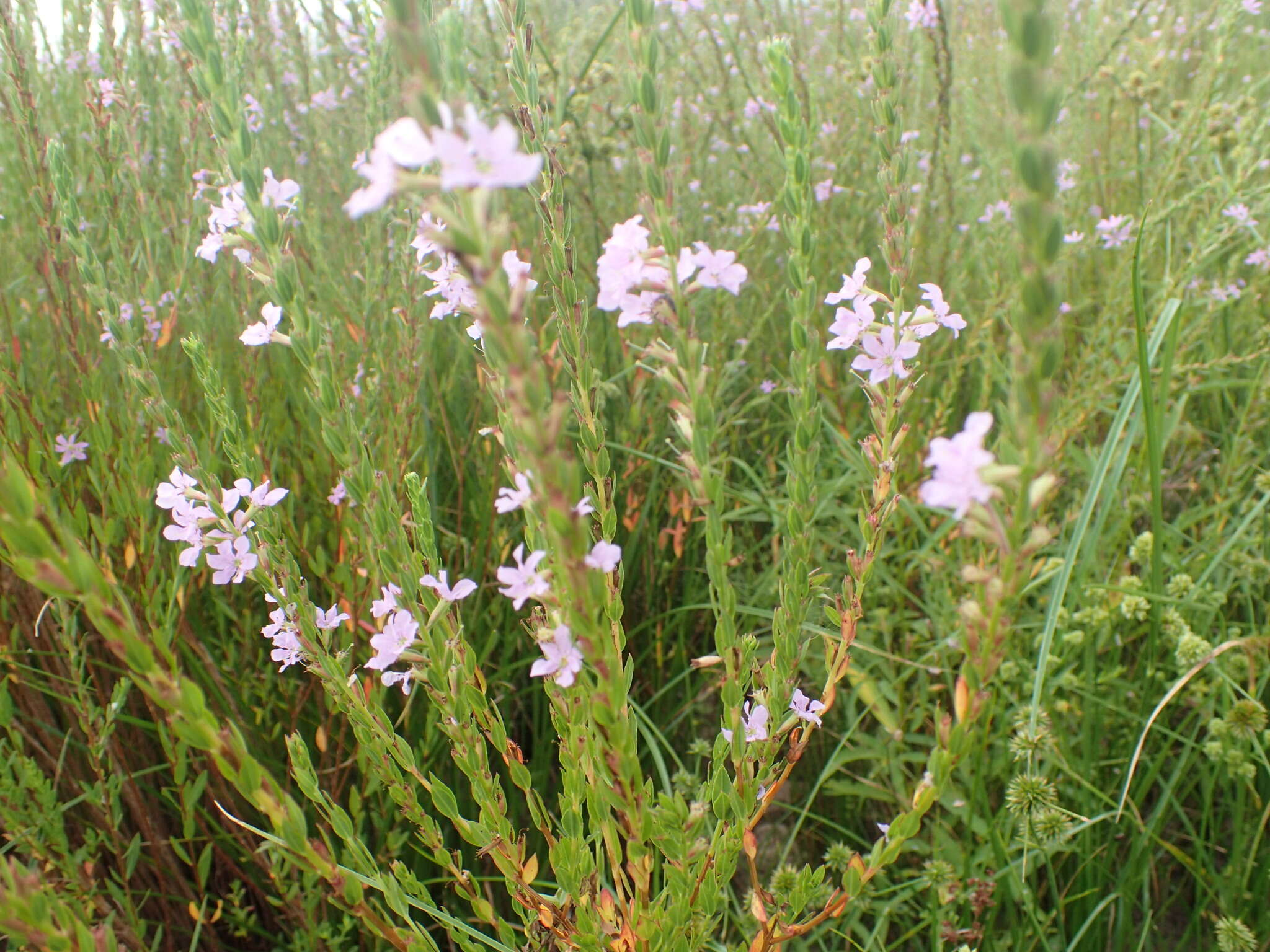 Imagem de Lythrum alatum subsp. lanceolatum (Elliott) A. Haines