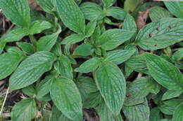 Image of shade phacelia