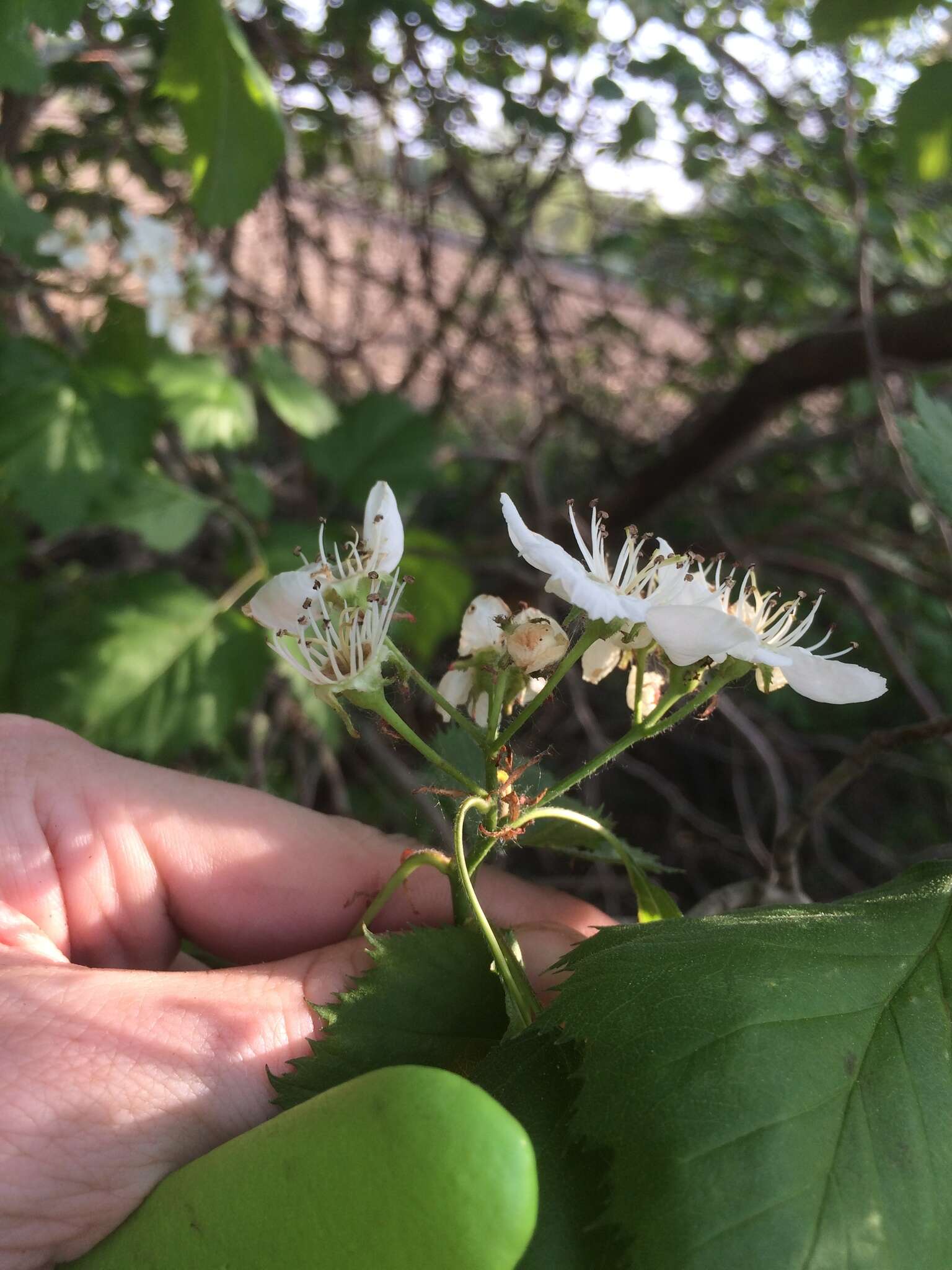 Crataegus coccinioides Ashe resmi