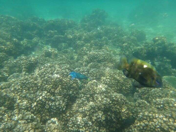 Image of Blue wrasse
