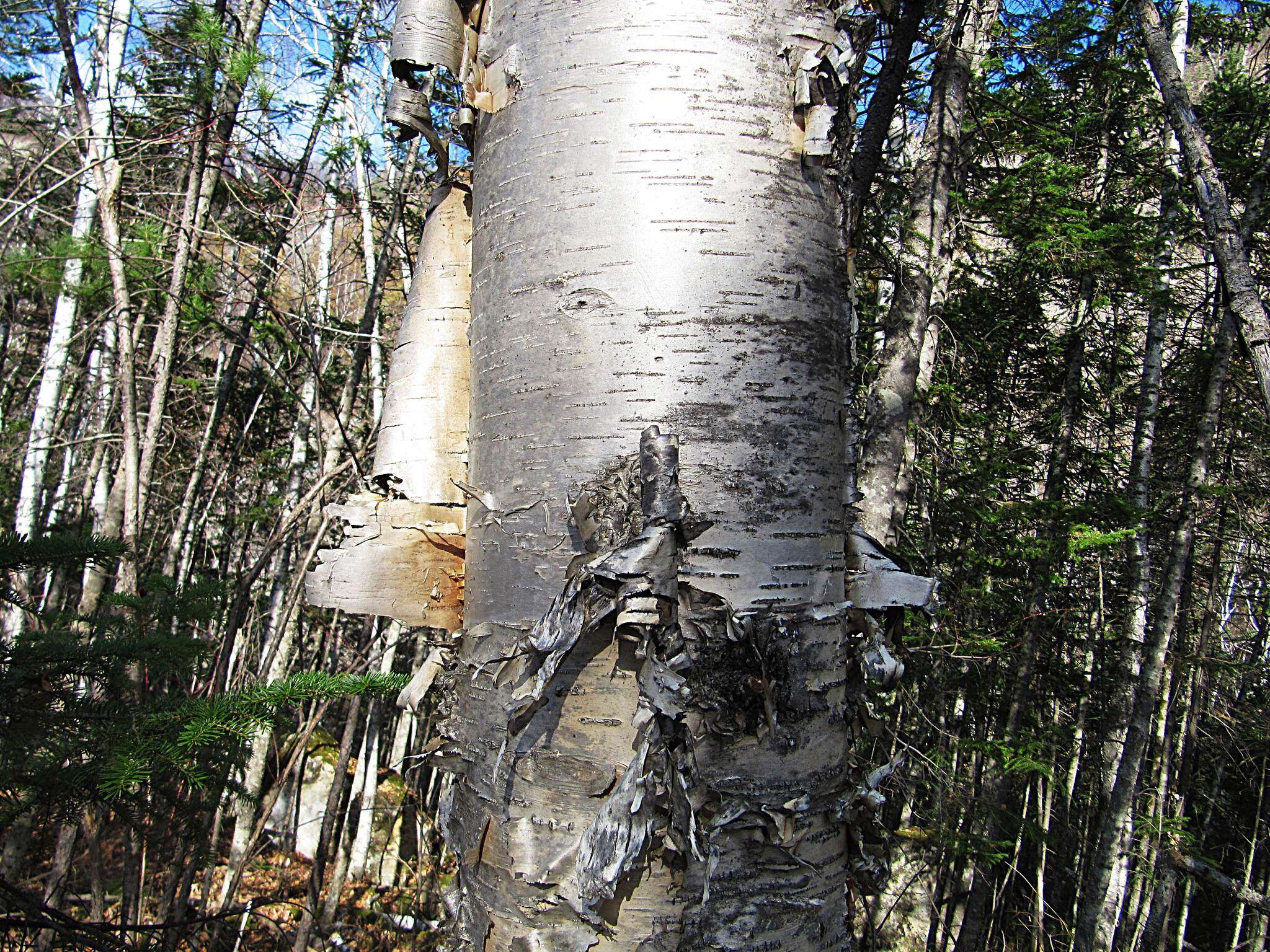 Image de Betula ermanii var. lanata Regel