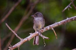 Image of Hispaniolan Pewee