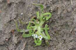 Image of Plagiobothrys calandrinioides (Phil.) I. M. Johnst.