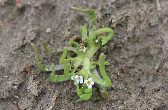 Image of Plagiobothrys calandrinioides (Phil.) I. M. Johnst.