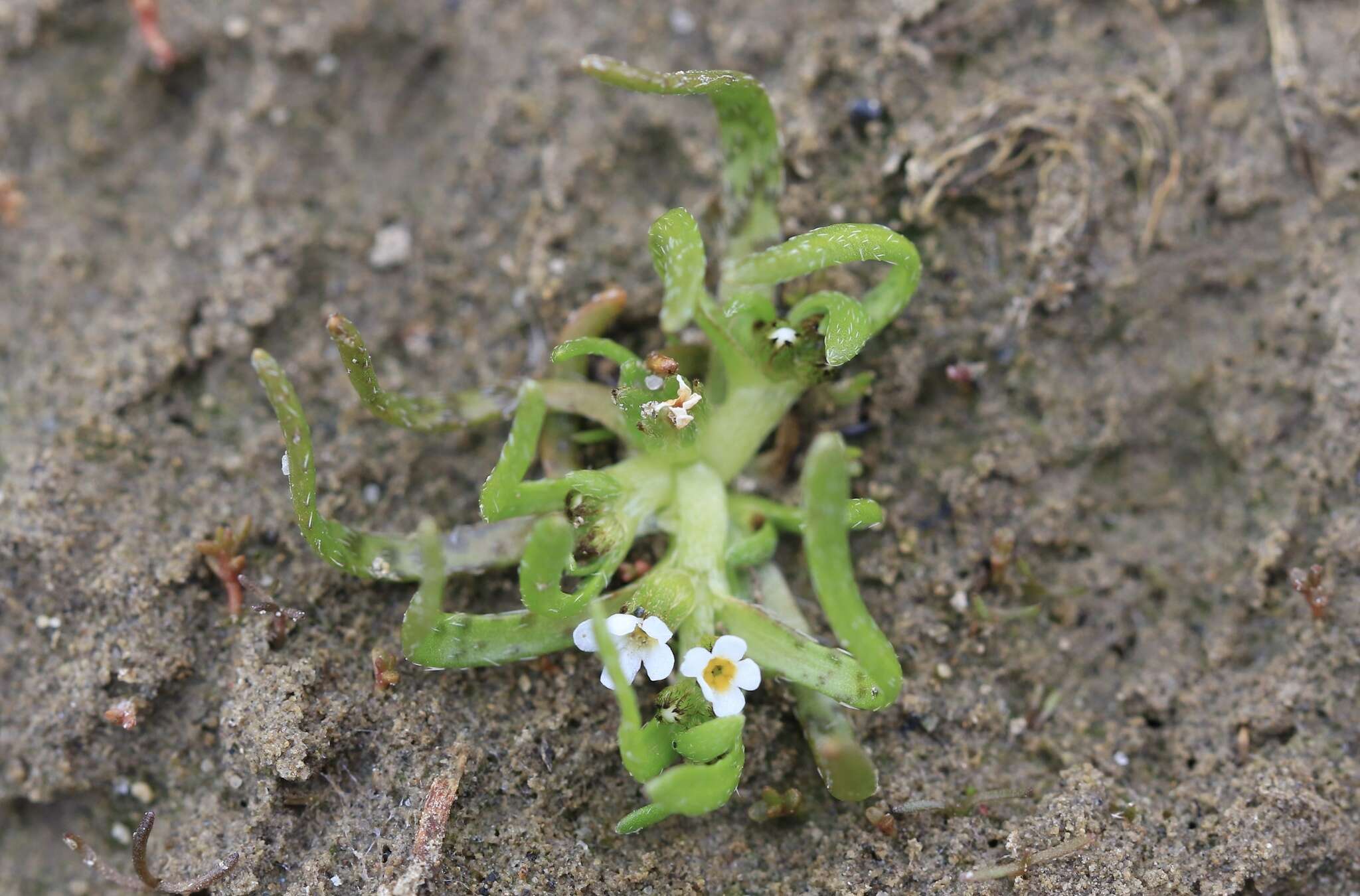 Image of Plagiobothrys calandrinioides (Phil.) I. M. Johnst.