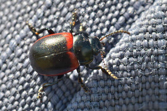 Imagem de <i>Chrysolina limbata</i>