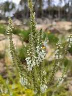 Image de Anarrhinum duriminium (Brot.) Pers.