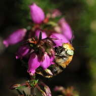 Image of Anthophora bimaculata (Panzer 1798)