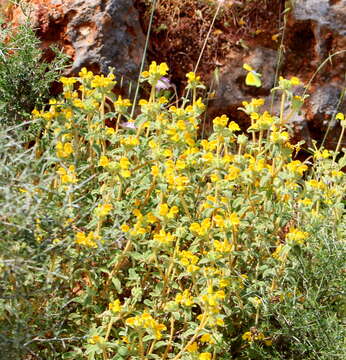 Image of Phlomis cretica C. Presl