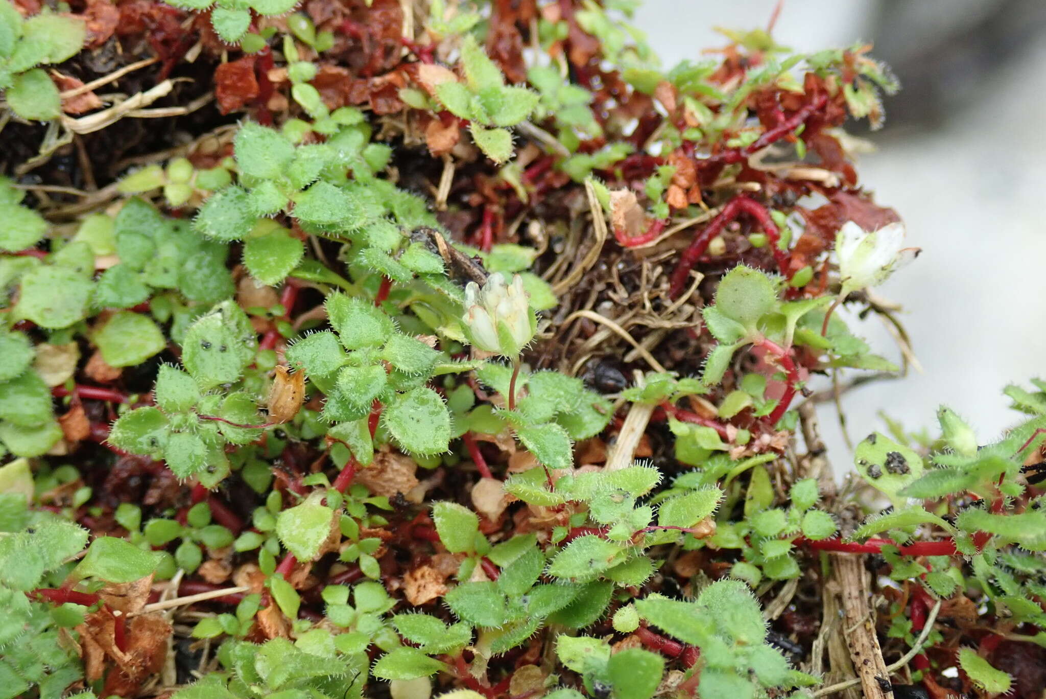 Image of Crassula peculiaris (Tölken) Tölken & Wickens