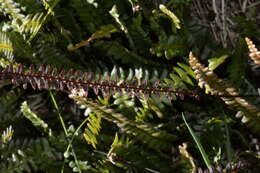 Image de Austroblechnum penna-marina subsp. alpina (R. Br.)