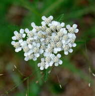 Image of boreal yarrow