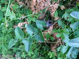 Image of Aristolochia cretica Lam.