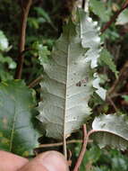 Imagem de Olearia macrodonta Baker