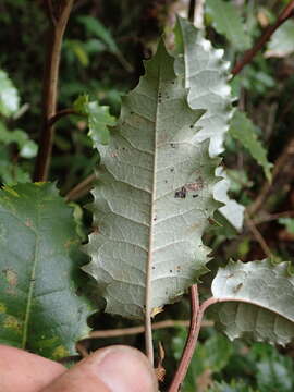 Imagem de Olearia macrodonta Baker