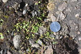 Image of Mannia gracilis (F. Weber) D. B. Schill & D. G. Long