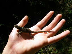 Image de Sceloporus aureolus Smith 1942