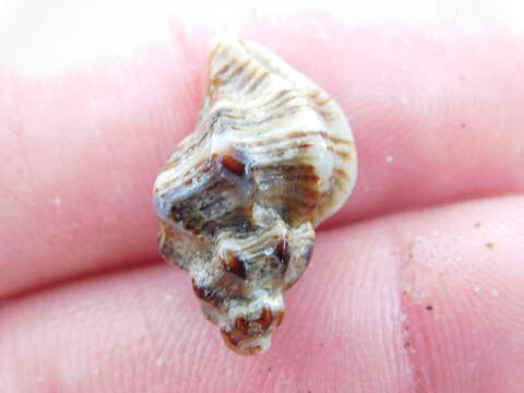Image of Dim Rocksnail