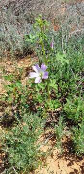 Image de Malva weinmanniana (Besser ex Rchb.) Conran