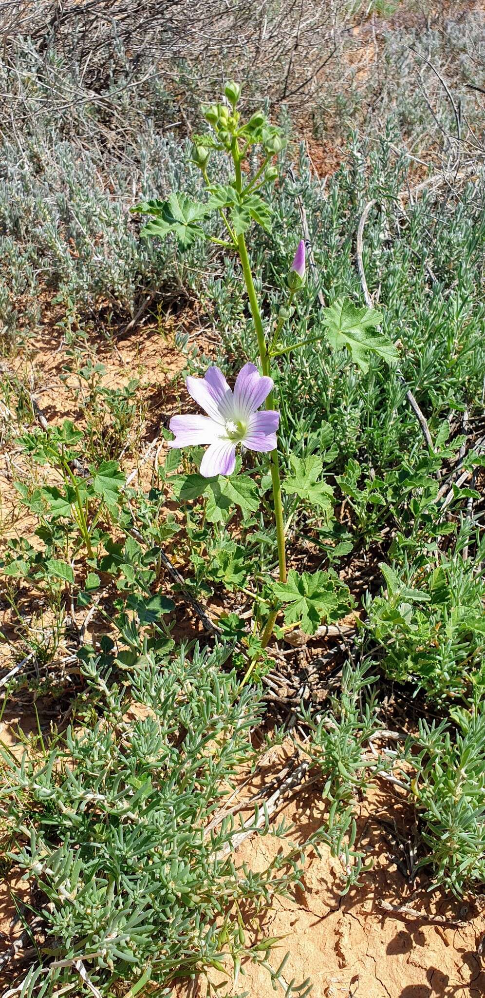 Image of Malva weinmanniana (Besser ex Rchb.) Conran