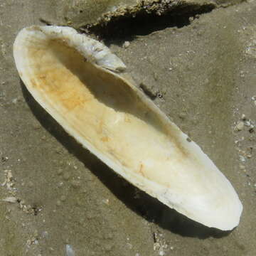 Image of Campeche angel wing