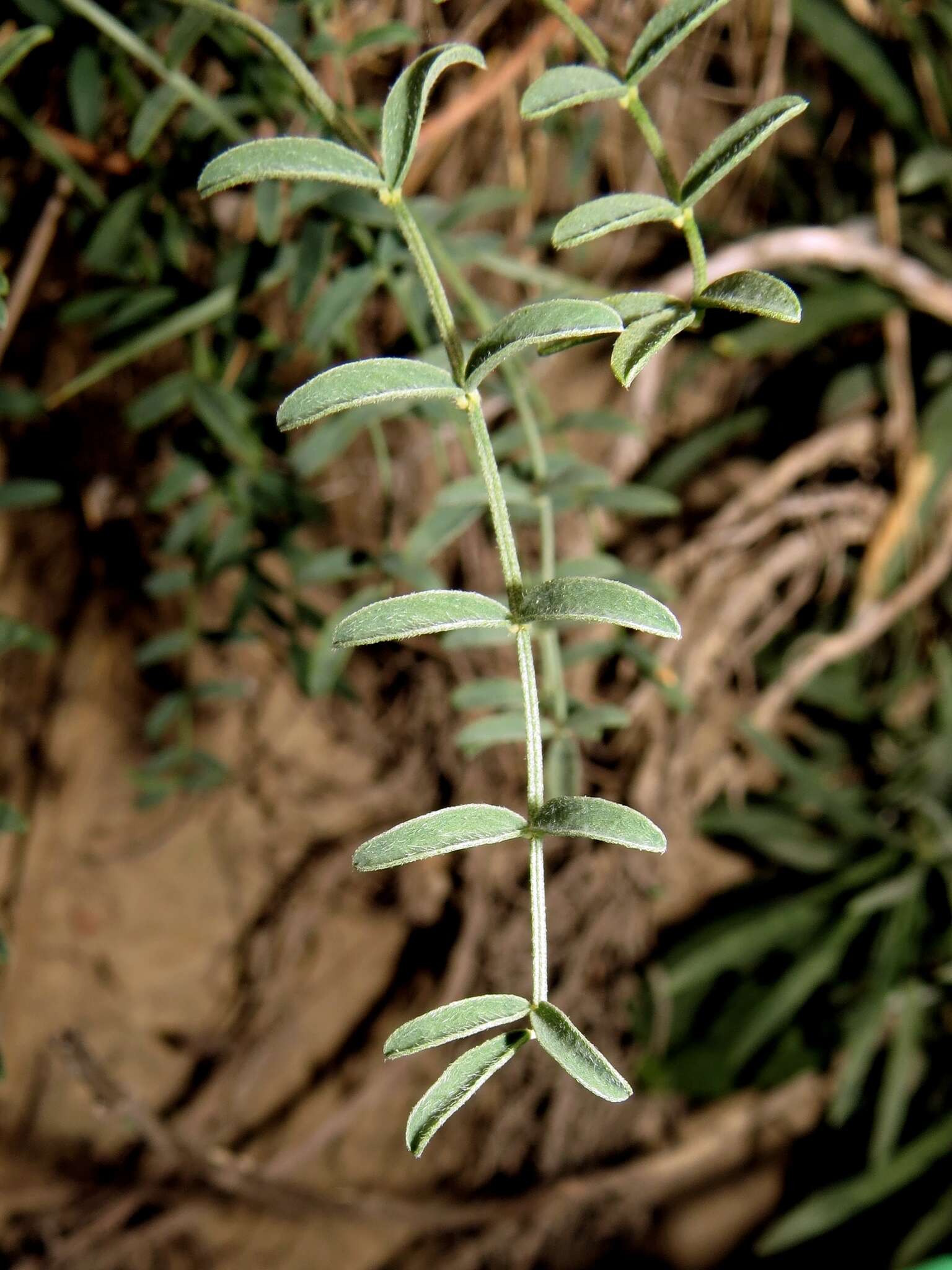 Image de Hedysarum tauricum Willd.