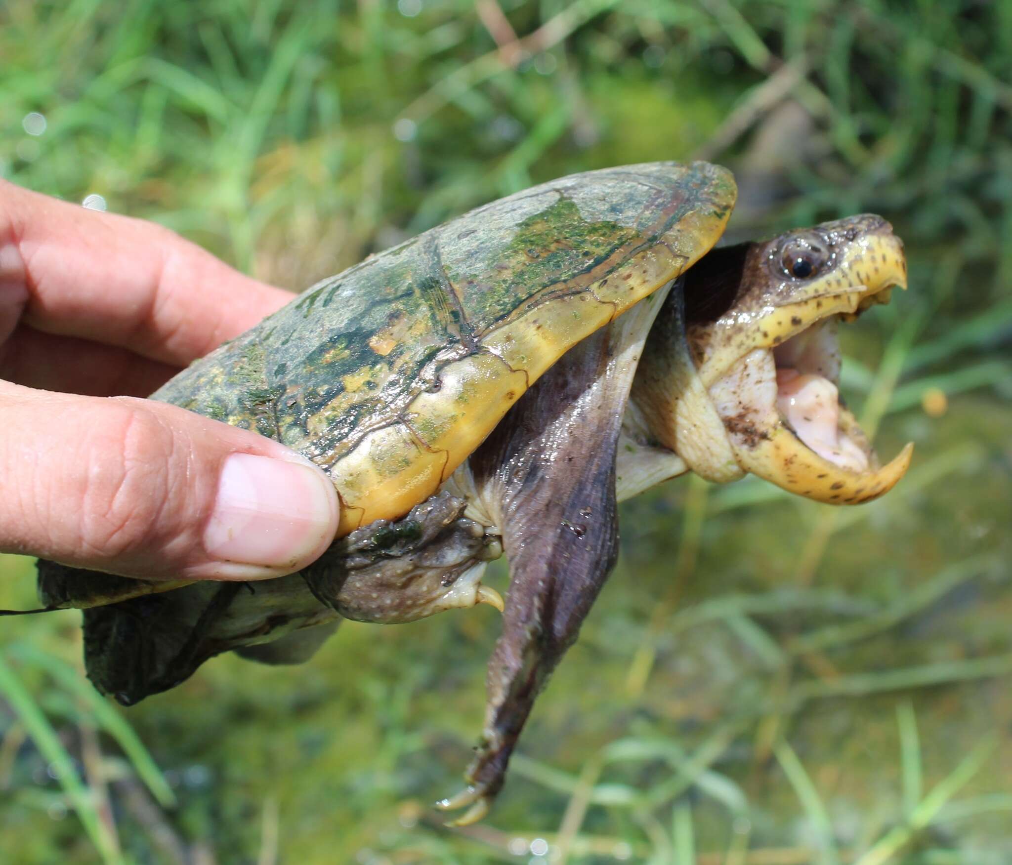 Image of narrow-bridged musk turtle