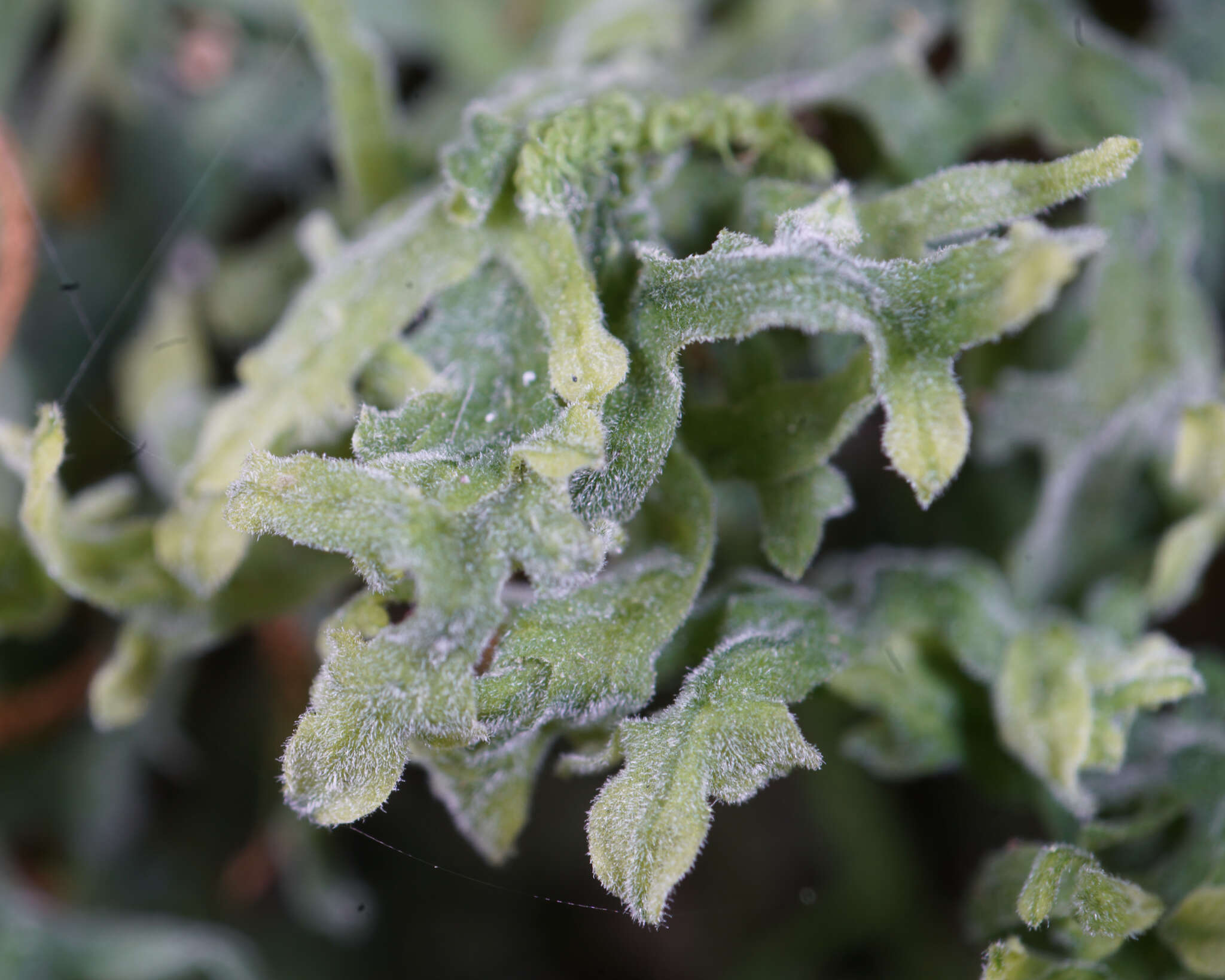 Image of Downy Veilwort